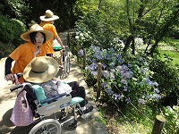 あじさい花見外出
